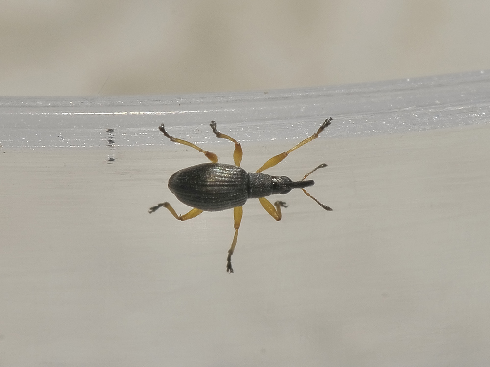 Protapion fulvipes - (Apionidae)